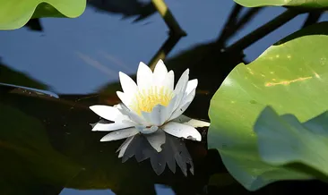 Nilüfer Gölü güzelliği ile ilgi görüyor