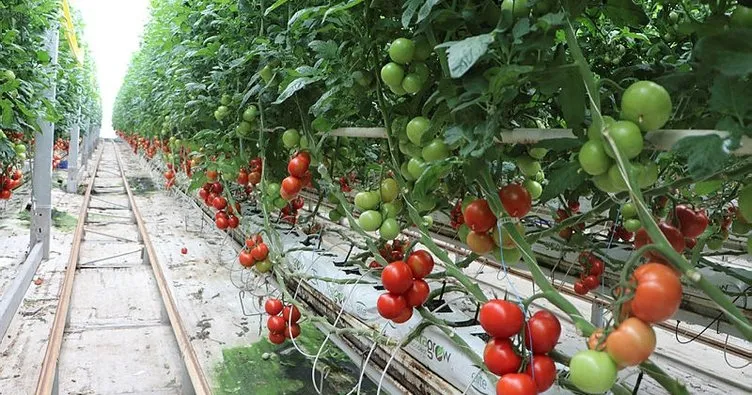 Katı Atık Depolama Tesisi’nde, yıllık 500 ton domates üretiliyor