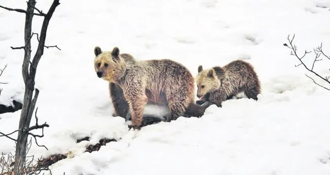 Kış uykusuna yatmayan ayı ailesi