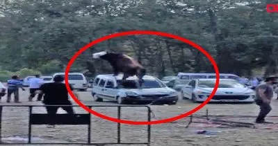 Samsun’da kurbanlık boğanın park halindeki aracın üstünden geçtiği anlar olay oldu | Video
