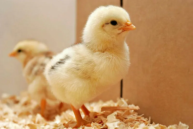 Rüyada civciv görmek Civciv sürüsü, civciv ölüsü, renkli Rüyada civciv görmek Civciv sürüsü, civciv ölüsü, renkli