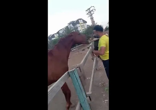 Antalya’da dehşet anları: At, babasının kucağındaki çocuğu ısırıp havaya fırlattı! O anlar kamerada