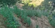 Bingöl’de 15 bin kök kenevir ele geçirildi