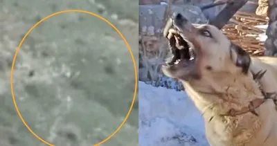 Son Dakika: Sivas’ta sürüye saldıran ayıya kangal köpeklerinin müdahalesi kamerada | Video