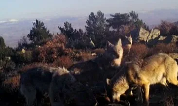 Kurt sürüsünün beslenme saati fotokapanda