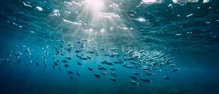 Deniz tabanının %99,999’u hala keşfedilmedi