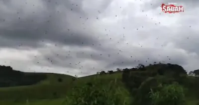 Brezilya’da gökyüzünden örümcek yağdı!
