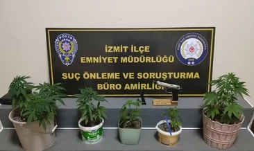 Saksılara kenevir ekip balkonda büyüttü!