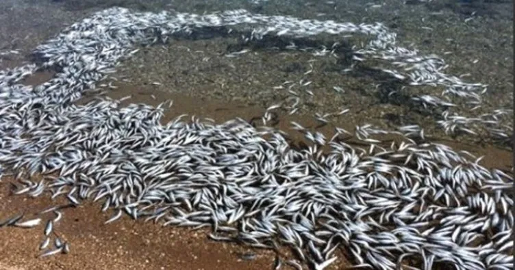 Mersin’de ölü balıklar sahile vurdu