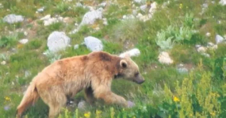 Aç ayı otomobili parçaladı