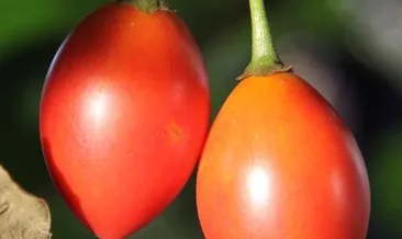 Ağaç domatesi ’Tamarillo’ Rize’yi sevdi! Hem meyvesini hem fidanını satıyor