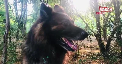 İstanbul Sarıyer’de eşini ısıran köpeği silahla ateş ederek durdurdu | Video