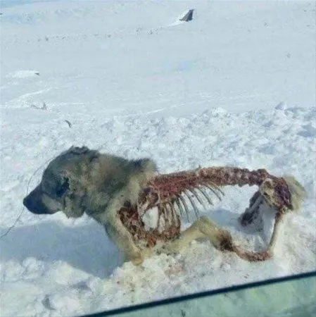 Vahşi doğanın korkunç yüzü...