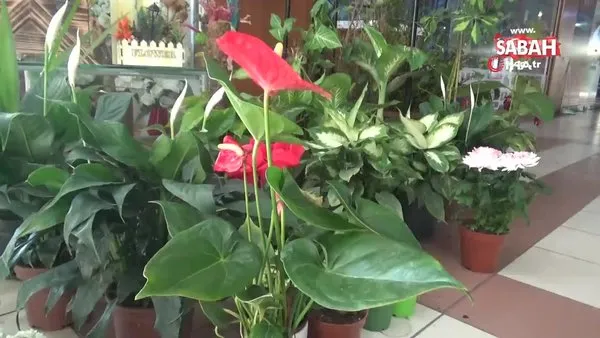 Kış aylarında salon bitkileri için uyarı. Kış aylarında çiçek bakımı nasıl yapılır? | Video