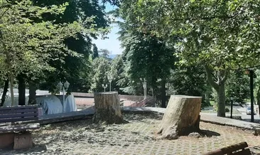 İBB ağaç katliamına devam ediyor