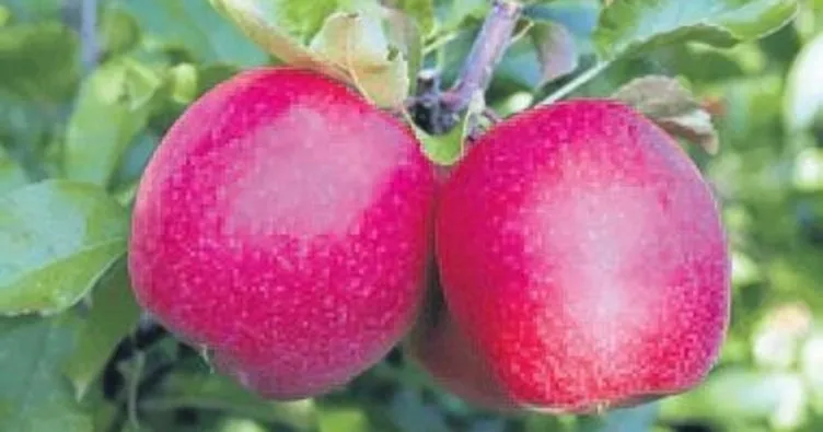 Turfanda elmada hasat heyecanı