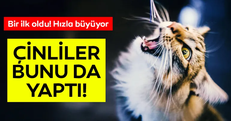 Çinliler bunu da yaptı! Hızla büyüyor…