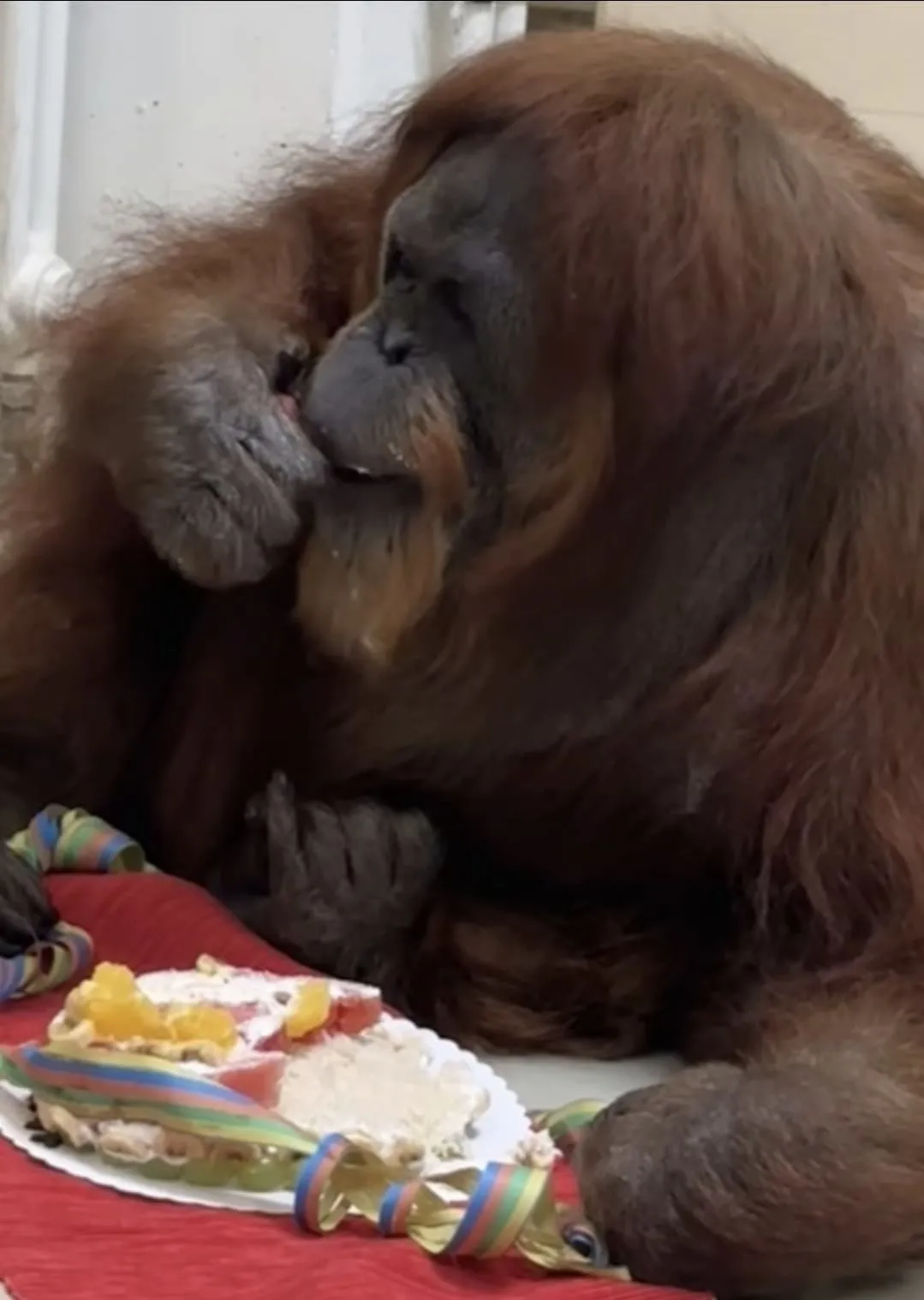 Orangit Dünyanın en yaşlı orangutanı doğum gününü kutladı! Yaşını duyanlar ...