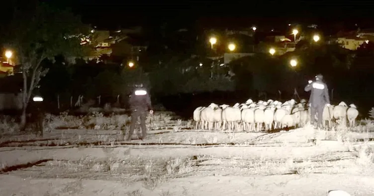 Ağıldan kaçan 60 koyunu polis buldu