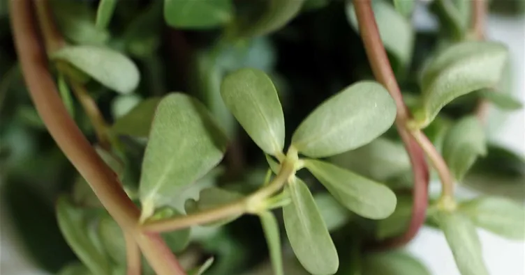 Semizotu faydaları: Mucizevi bitki semizotunun sağlığa faydalar nelerdir, neye iyi gelir?