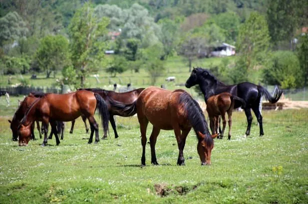 Yılkı atları koruma altına alındı