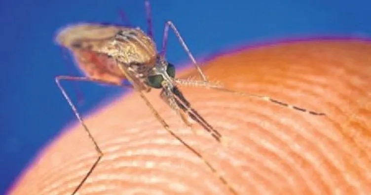 Çin’de sivrisineklere karşı radar