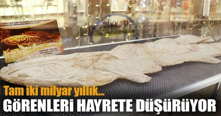 2 milyar yıllık fosil Nevşehir’de sergileniyor