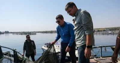 Fırat ‘ta, somon balığı hasadı gerçekleştirildi #sanliurfa