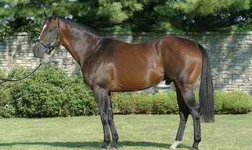 Rüyada kısrak görmek ne anlama gelir?