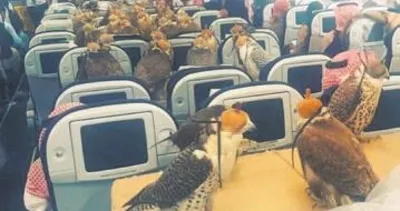 80 şahin First Class’ta uçtu!