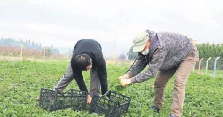 Efes tarlasına ıspanak geldı