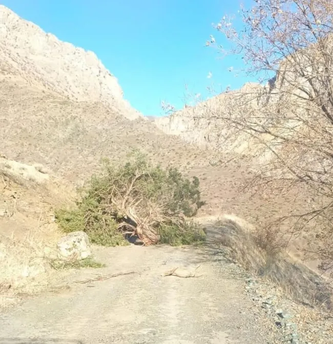 adiyamanda-siddetli-ruzgar-ulasimi-aksatti-agaclari-devirdi-catilari-ucurdu-1734165603807.jpg