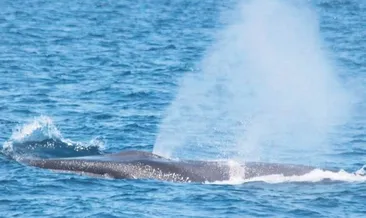 Fin balinaları şarkı öğretiyor