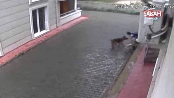 Bursa'da sokak köpekleri ilkokul öğrencisine böyle saldırdı
