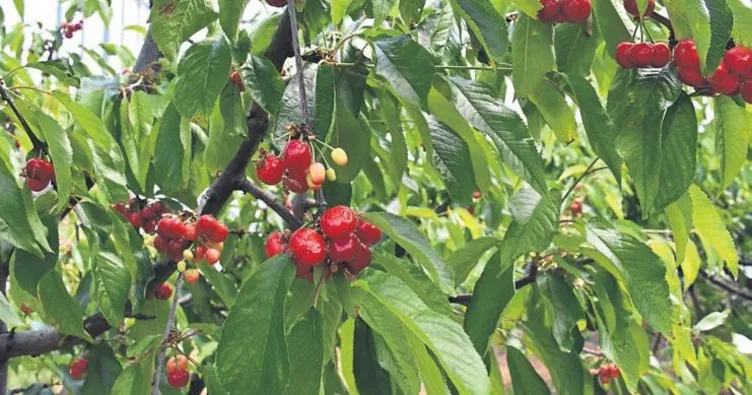 Kemalpaşa’da kiraz zamanı