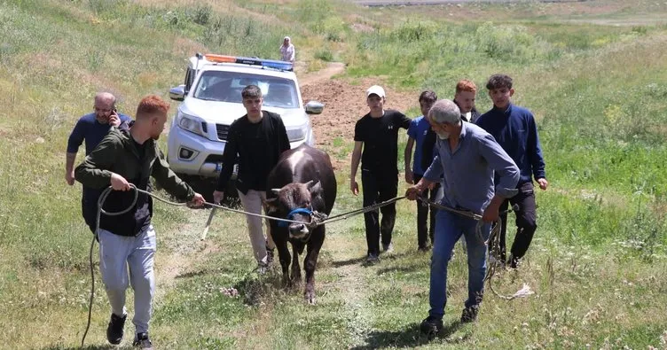 Erzurum’da kaçan kurbanlıklar heyecan yarattı