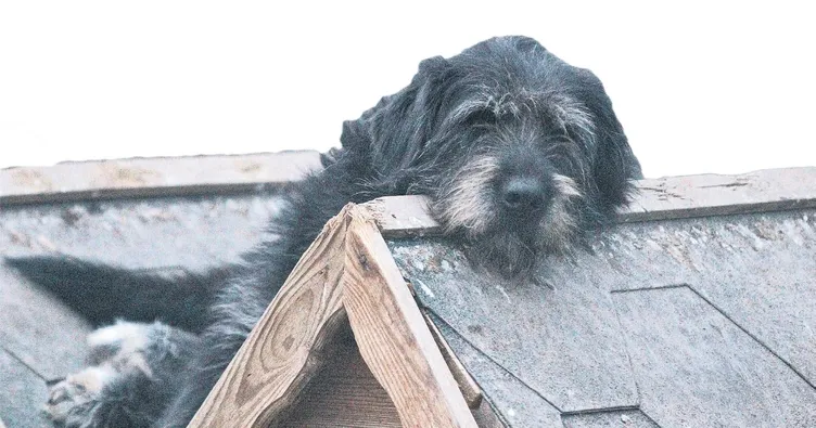 Patiliköy’de 550 köpeğe bakıyor