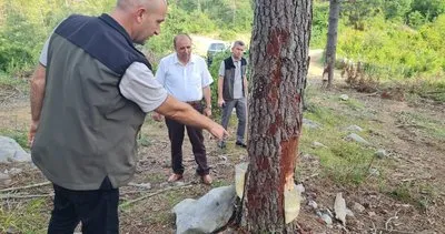 Zonguldak’ta Orman Bölge iş başında #zonguldak