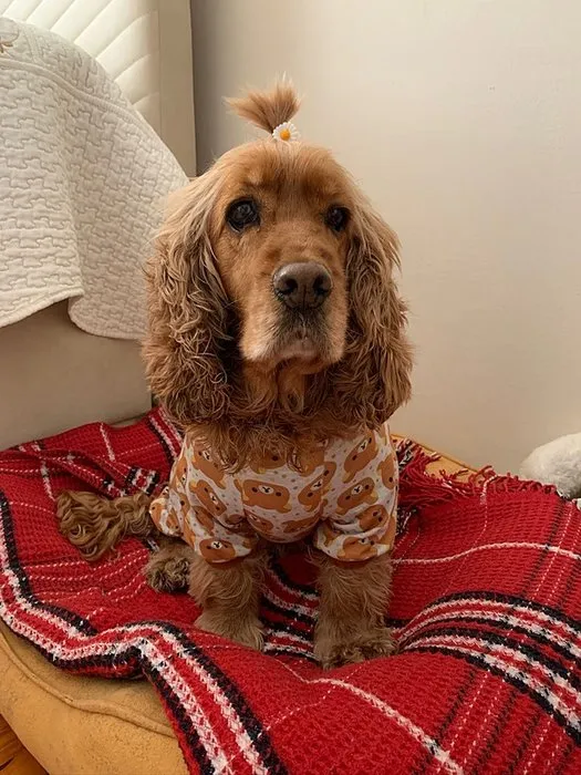4 köpeğin saldırısına uğrayan köpek telef oldu: Sahibi ise yaralandı!