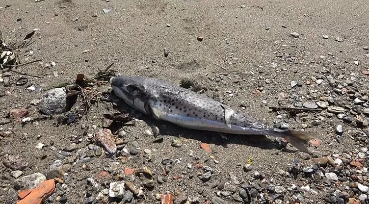 Hem denizde hem karada öldürüyor: Bu balıkları dikkat toprağa gömün!
