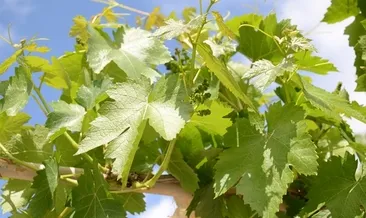 Asma Yaprağının Faydaları Nelerdir?