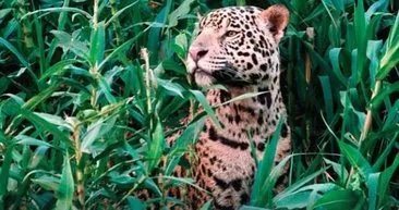 Jaguarın zor anları! Avlanmaya giderken başına gelmeyen kalmadı