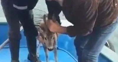 Köpeklerden kaçarken denize düşen Karaca’yı balıkçılar kurtardı: “Denizde bu sefer karacaya rastladık” #artvin