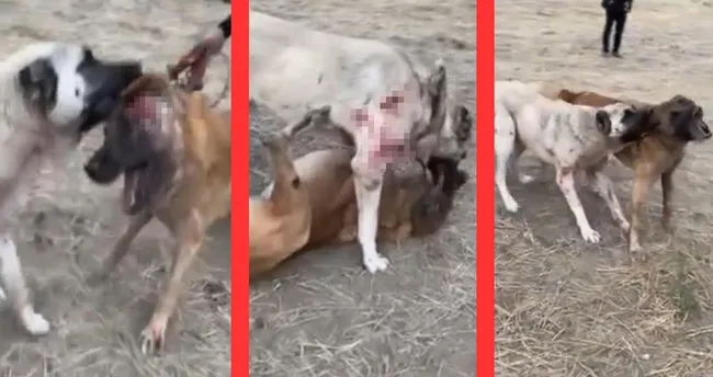 Yer Çankırı: Köpekleri öldüresiye dövüştürdüler! Yer Çankırı: Köpekleri öldüresiye dövüştürdüler!