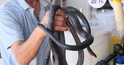 Adanalı ’Yılancı Osman’ı beslediği yılan ısırdı! Az kalsın gözünden oluyordu: O anlar kamerada