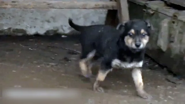 Donmak üzereyken kurtarıldı! Sevimli köpek Ukraynalı askerlerin koruyucusu oldu