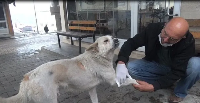 yarali kopek kapisini caldi patisini boyle uzatti son dakika haberler
