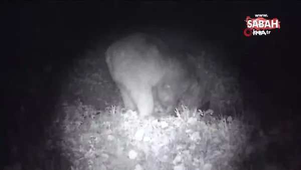 Bilecik'te doğada dolaşan ayı fotokapana yakalandı | Video