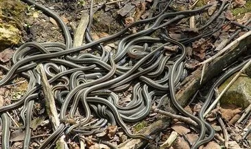 Yüksekova’da sürü halinde görülen yılanlar korkutuyor
