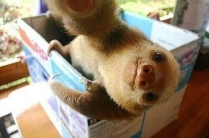 Hayvanların komik selfie’leri
